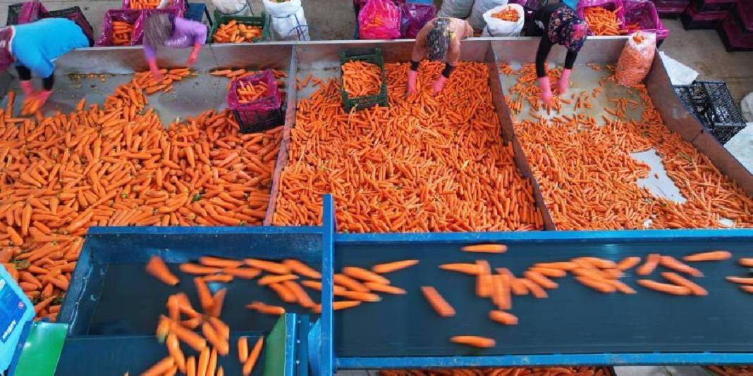 80 bin dekarda üretiliyor,%90'ı kadın emeğinden oluşuyor! Türkiye’nin ihtiyacı bu şehirden karşılanıyor 1